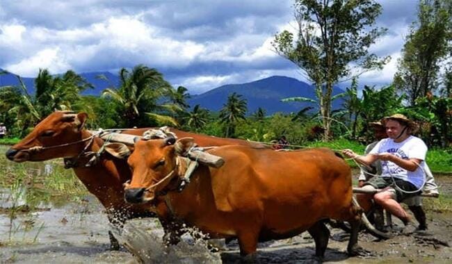 Desa Wisata Pinge: Wisata Desa Tradisional yang Masih Terjaga di Bali