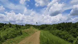 Bukit Campuhan Ubud: Jalur Trekking Ikonik dengan Panorama Hijau Tanpa Batas