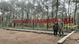 Hutan Pinus Glagalinggah Lestari: Surga Sejuk Tersembunyi di Bali